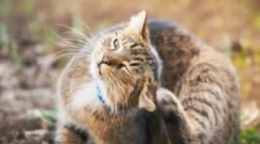 Възможно ли е да се уловят краста от котката?